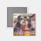 Bumblesnot magneet: heb je spek? magneet (Voorkant / Achterkant)