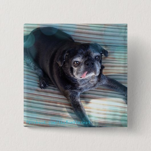 Bumblesnot-toets: Pug in blauw Vierkante Button 5,1 Cm (Voorkant)