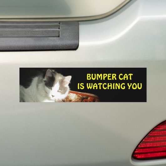 Bumper Cat kijkt naar 2 Bumpersticker (Op auto)