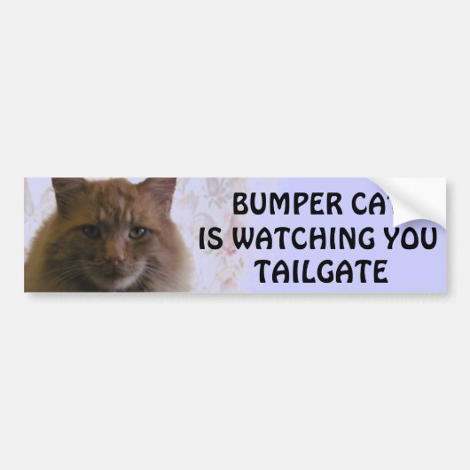 Bumper Cat kijkt naar je TAILGATE 11 Bumpersticker (Voorkant)