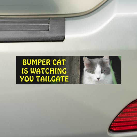 Bumper Cat kijkt naar je TAILGATE 4 Bumpersticker (Op auto)