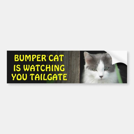 Bumper Cat kijkt naar je TAILGATE 4 Bumpersticker (Voorkant)