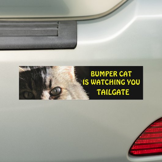 Bumper Cat kijkt naar je TAILGATE 5 Bumpersticker (Op auto)