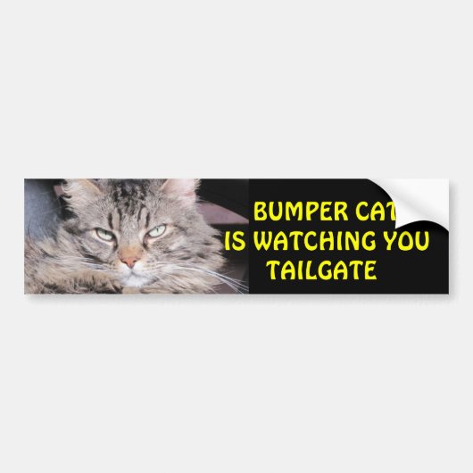 Bumper Cat kijkt naar TAILGATE 12 Bumpersticker (Voorkant)