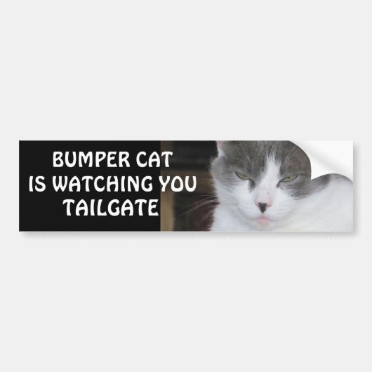 Bumper Cat kijkt naar TAILGATE 18 Bumpersticker (Voorkant)