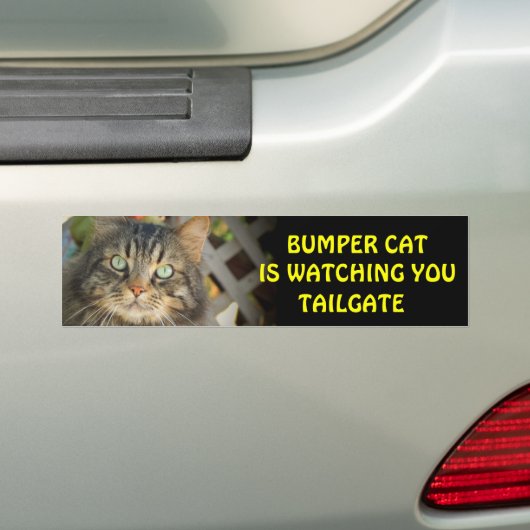 Bumper Cat kijkt naar TAILGATE 20 Bumpersticker (Op auto)