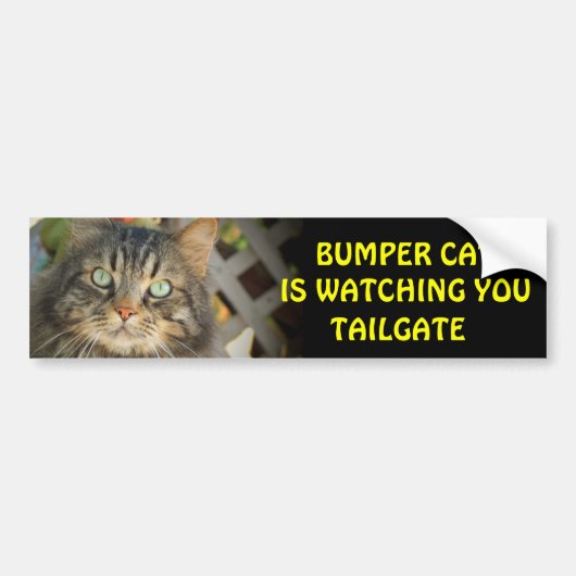 Bumper Cat kijkt naar TAILGATE 20 Bumpersticker (Voorkant)