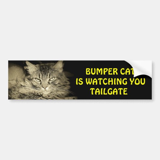 Bumper Cat kijkt naar TAILGATE 24 Bumpersticker (Voorkant)