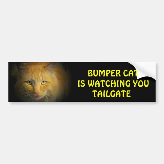 Bumper Cat kijkt naar TAILGATE 25 Bumpersticker (Voorkant)
