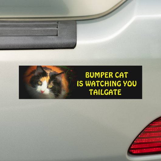 Bumper Cat kijkt naar TAILGATE 26 Bumpersticker (Op auto)