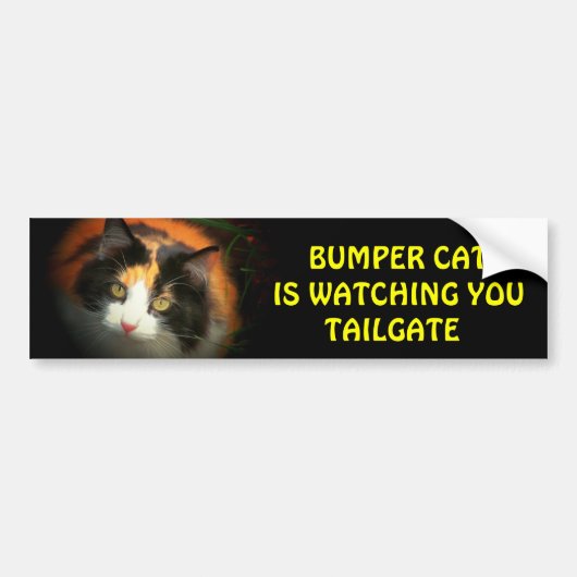 Bumper Cat kijkt naar TAILGATE 26 Bumpersticker (Voorkant)