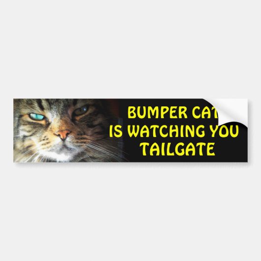 Bumper Cat kijkt naar TAILGATE 2.5 Bumpersticker (Voorkant)