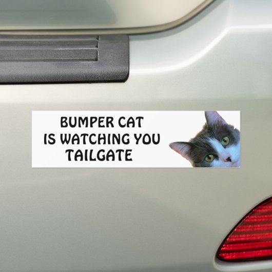 Bumper Cat kijkt naar TAILGATE 30 Bumpersticker (Op auto)
