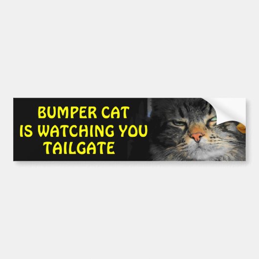 Bumper Cat kijkt naar TAILGATE 34 Bumpersticker (Voorkant)