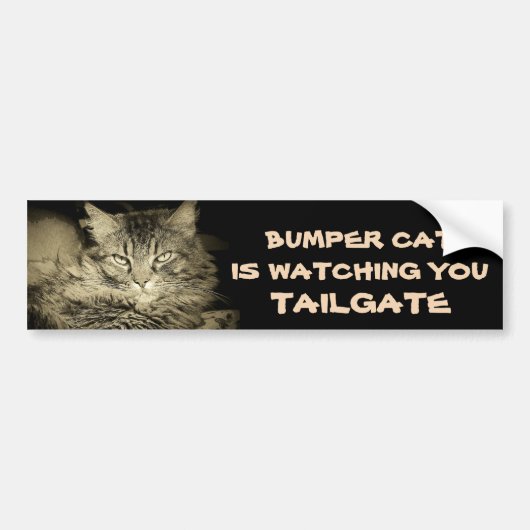 Bumper Cat kijkt naar TAILGATE 34 Grijze schaduwen Bumpersticker (Voorkant)