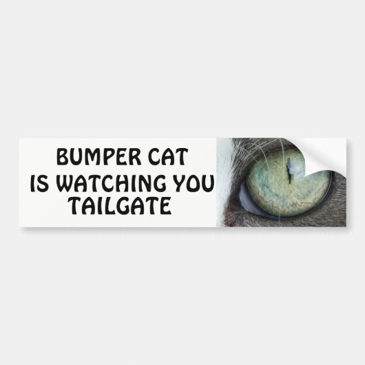 Bumper Cat kijkt naar TAILGATE 38 Bumpersticker (Voorkant)