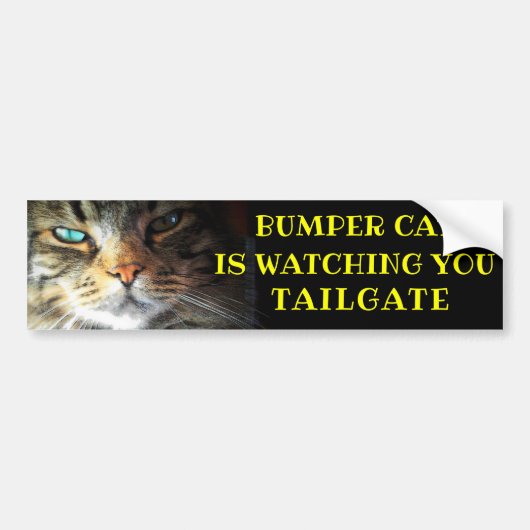 Bumper Cat kijkt naar TAILGATE 41 Meme Bumpersticker (Voorkant)
