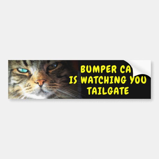 Bumper Cat kijkt naar TAILGATE 42 Chewy Font Bumpersticker (Voorkant)