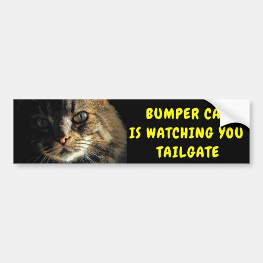 Bumper Cat kijkt naar TAILGATE 43 Bumpersticker (Voorkant)