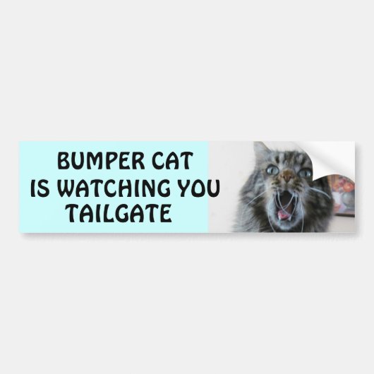 Bumper Cat kijkt naar TAILGATE 7 Bumpersticker (Voorkant)