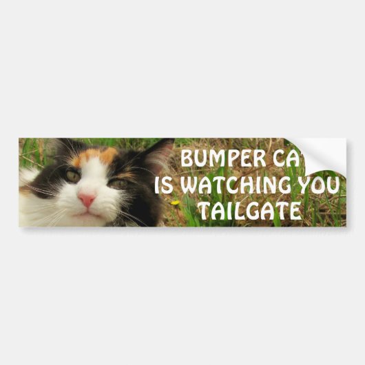 Bumper Cat kijkt naar TAILGATE 8 Bumpersticker (Voorkant)
