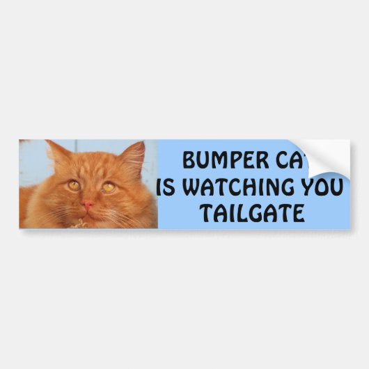 Bumper Cat kijkt naar You TAILGATE 14 Bumpersticker (Voorkant)