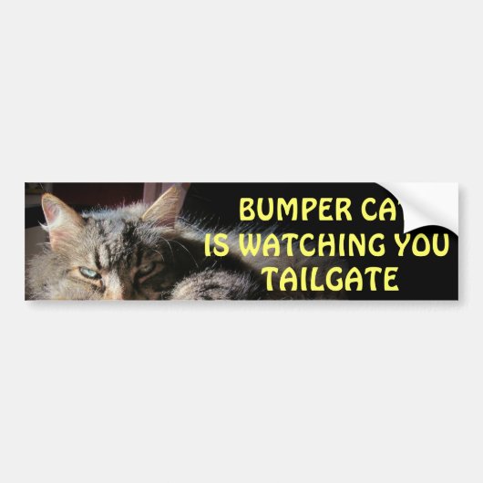 Bumper Kat kijkt naar TAILGATE 15 Bumpersticker (Voorkant)