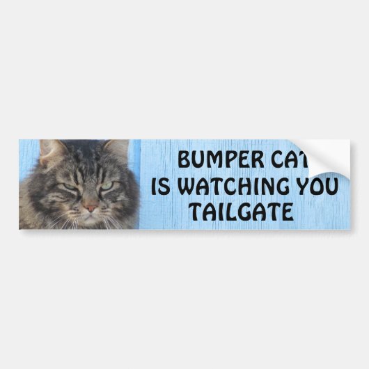 Bumper Kat kijkt naar TAILGATE 6 meme Bumpersticker (Voorkant)