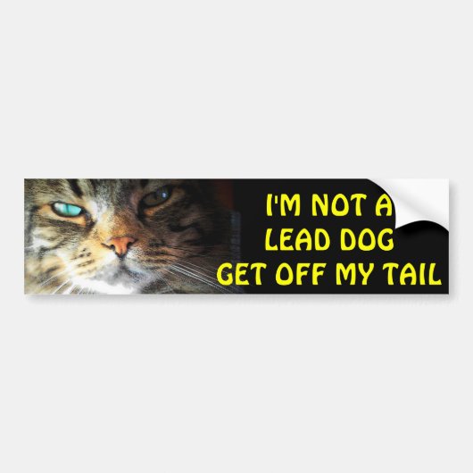Bumperkat is geen leidende hond bumpersticker (Voorkant)