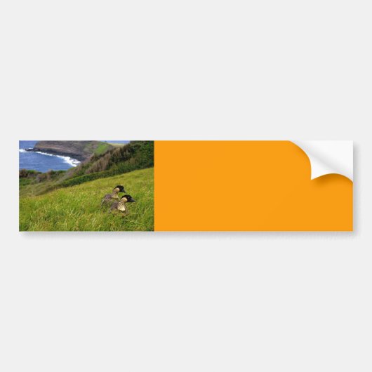 Bumpersticker / bedreigde Hawaiiaanse Nene Geese (Voorkant)