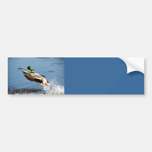 Bumpersticker/Mallard Duck Bumpersticker (Voorkant)