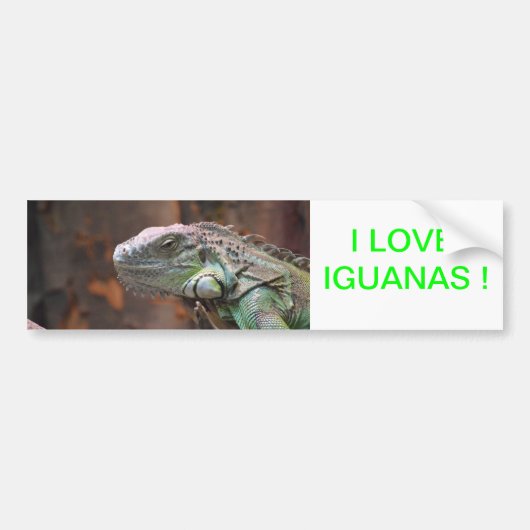 Bumpersticker met kleurrijke Iguana hagedis (Voorkant)