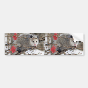 Bumpersticker Opossum