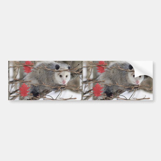 Bumpersticker Opossum (Voorkant)