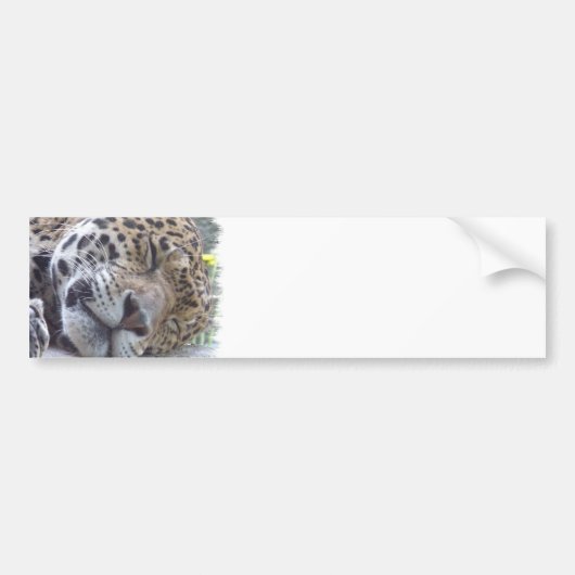 Bumpersticker van Afbeelding van luipaard (Voorkant)