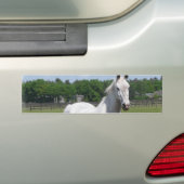 Bumpersticker van Arabische paarden (Op auto)