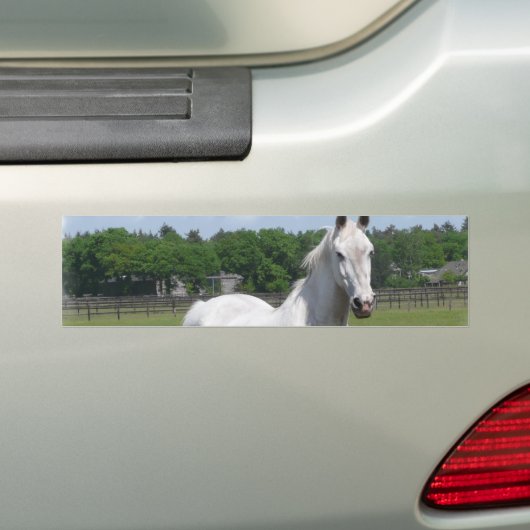 Bumpersticker van Arabische paarden (Op auto)