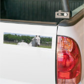 Bumpersticker van Arabische paarden (Op Truck)