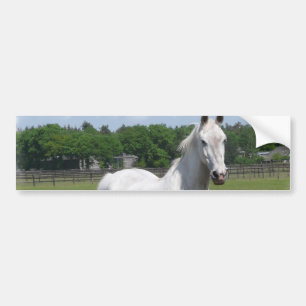 Bumpersticker van Arabische paarden