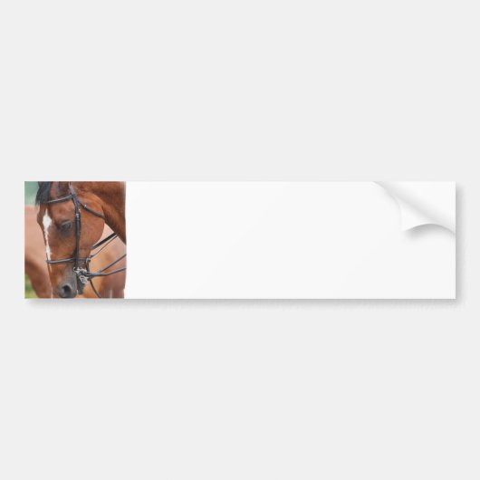 Bumpersticker van kastanjepaarden (Voorkant)