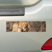 Bumpersticker van leder en lion Cub (Op auto)