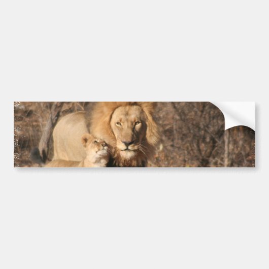 Bumpersticker van leder en lion Cub (Voorkant)