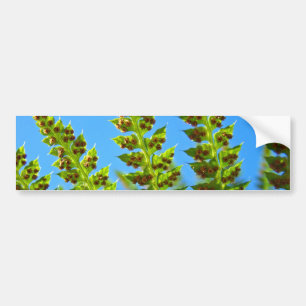 Bumperstickers Blauwe Lucht Groene Bos Varens