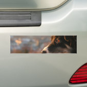 Bumperstickers voor collie randfoto's (Op auto)