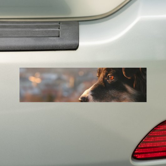Bumperstickers voor collie randfoto's (Op auto)