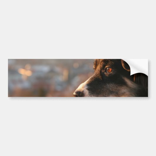Bumperstickers voor collie randfoto's (Voorkant)