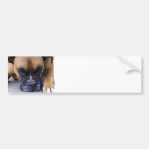 Bumperstickers voor het testen van Boxer Dog