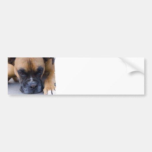 Bumperstickers voor het testen van Boxer Dog (Voorkant)
