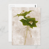 Bunch Berry - Wild Dogwood Briefkaart (Voorkant / Achterkant)