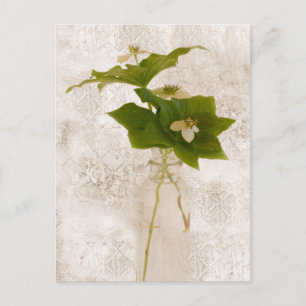 Bunch Berry - Wild Dogwood Briefkaart